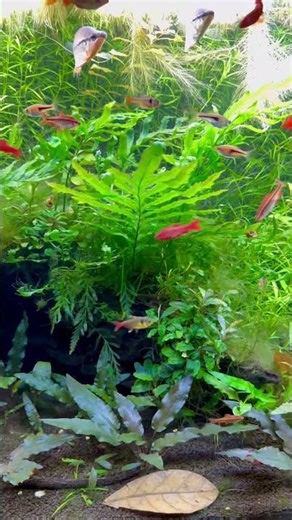 Tropical Community Tank – Jungle Aquascape #aquariumrelaxation #aquascape #aquarium