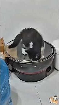 Funny and silly behavior of cats😂#petfails