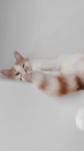 some cat asmr for you 😌#asmr #cat #kitten #kitty #chirp #snug #cute