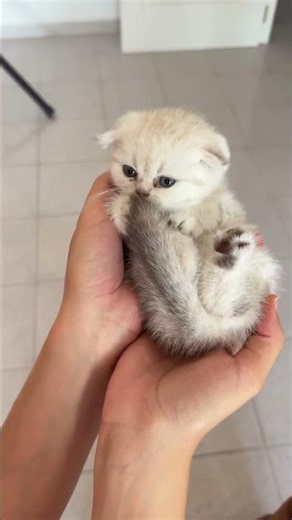 A 1-Month-Old Kitten Doing This Is Too Cute 🥹🐾