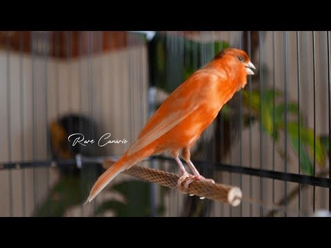 🔴 raro canto canário. muito bom para o seu mestre canário HD - Rare Canário