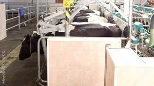 The process of milking a cow on modern equipment, cows in stalls, preparation for milking cows, milk, a farm, industry, cow