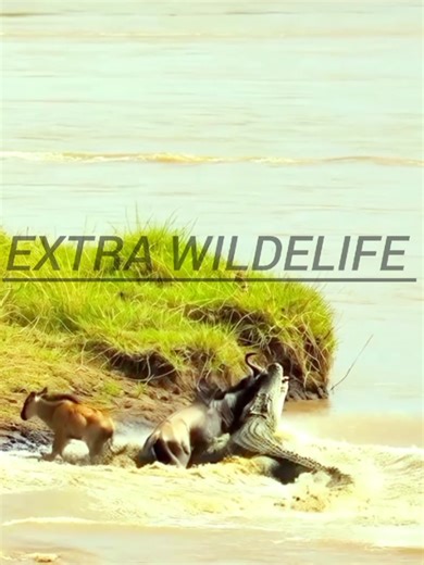 Hilarious Animal Moments That Will Make You Laugh