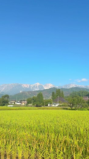 朝散歩が気持ち良い秋の始まり。秋は晴天率が高く景色を楽しみやすいから好き。 #白馬村 #自然暮らし #japan #hakuba #初秋