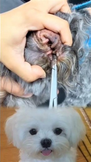 How to Clean and Treat Deep Dog Ear Infections | Dog Ear Grooming & Care
