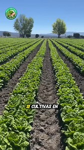 🔥 ¡No necesitas tierra! El secreto para cultivar en cualquier espacio, más rápido y con menos recursos. Aprende cómo hacer un huerto hidropónico en casa paso a paso. 🌱🏡 Comenta “GUÍA” y te la envío al DM. #HuertoHidroponico #ComoHacer #consejos | Huerto Hidroponia