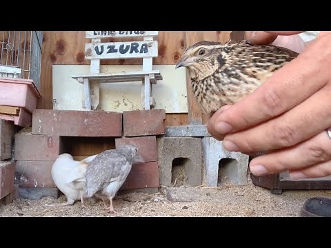 慣れたうずらはかわいい!!うずらの慣らし方【うずら飼育】