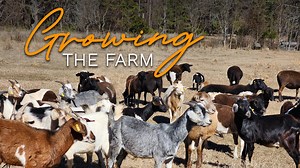 9.2K views · 167 reactions | A small farm in north Louisiana is growing. Now, it's still a small farm, but Delaterre Farms is using a new USDA program to expand its operation and feed people. TWILA's Neil Melancon takes us back to Eros, Louisiana, where feeding people is the farmer's passion. | This Week In Louisiana Agriculture | Facebook