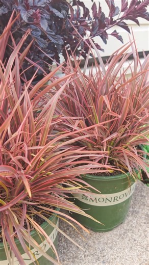 Thinking of going dark this fall? 🌘 For gardeners chasing that gothic vibe, these three plants bring moody color and texture all season long: 🖤 Petite Indigo® Ruby New Zealand Flax (Zone 7-11): Maroon foliage highlighted by a fine dark-pink outline, creating a beautiful contrast and defining each individual leaf. Monrovia exclusive ✨ 🖤 Darkstar® Ninebark (Zone 4-8): Nearly black that foliage that provides wonderful contrast. Monrovia exclusive ✨ 🖤 Jurassic™ T-Rex Wood Fern (Zone 5-8): Fronds