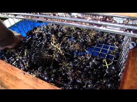 Como hacer vino casero 1° paso. Molienda de la uva