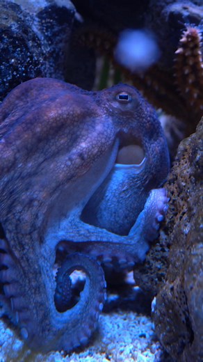 An octopus can open jars, solve puzzles, and even escape locked tanks!  #Octopus #OctopusFacts #AnimalIntelligence #MindBlowingFacts #NatureFacts #SmartAnimals #EscapeArtists #OceanFacts #UnderwaterWorld #ViralAnimals #Shorts #Reels #DidYouKnow #UnbelievableFacts #AmazingCreatures | Kindora Bond | Facebook