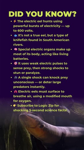 ⚡The Fish That Hunts with Electricity (600 volts)!😲