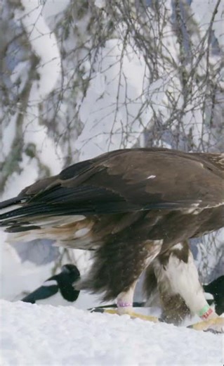 🦅Golden Eagle vs Crows and Magpies | King of the Snowy Mountains #shorts