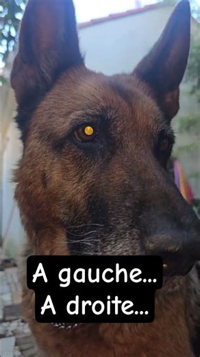 A gauche A droite #bergerallemand #germanshepherd #chien #gauche #droite #animaux #jodie