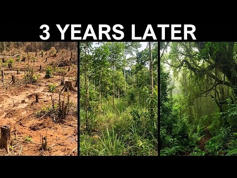 How Gabon Let Indigenous Communities Protect the Forest — The Results Shocked Everyone