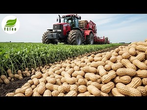 🤯 Giant Machine Harvest Peanuts NON-STOP Like This?! Secret To Your Peanut Butter