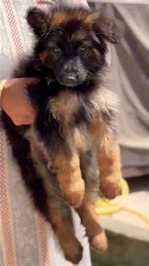 German Shephard Long coat female puppies available for loving homes #dog #germanshepheard