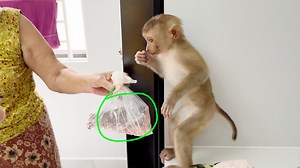 15K views · 299 reactions | Funny Baby Tauch Touch & Smell So Strange To Receive Food From Grandma | Monkey Daily | Facebook