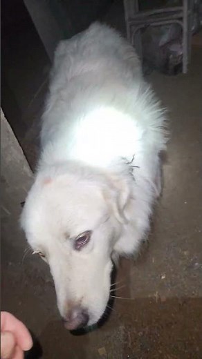 Dog Has Large Spider On Its Back