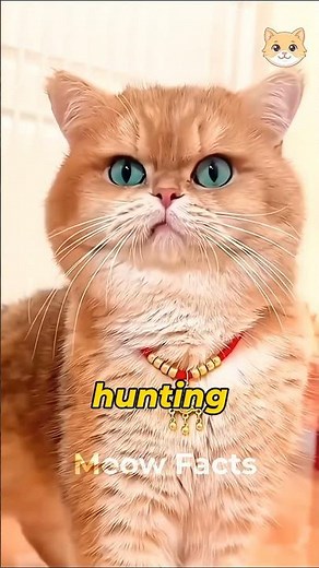 Learn the Meaning of Cat Sounds #cats #pets #cat #cute #trending