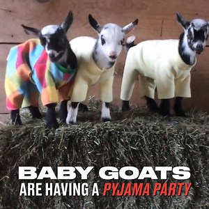 1.8M views · 31K reactions | Animals in pyjamas will never not be amazing  | LADbible | Facebook