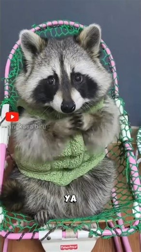 Raccoon Viral! The Super Smart Masked Bandit. #uniquefacts #raccoon #viralshorts