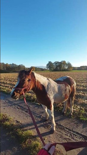 Po burzy zawsze wychodzi słońce… nawet dla koni ☀️🐎