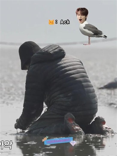 not junhui imitating the seagulls 😭😂🤣 #seventeen #jun #seungkwan #GOING_SVT