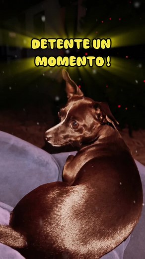 💞 Acoge el espíritu del compartír, con el sabor de nuestras exquisitas esferas de chocolate y mashmellow, y el tradicional sabor de la abuela 👵🏼 #choco #bomba #chocolate #mashmellow #regala #sabor #felicidad #cartago #valledelcauca #colombia #fyp #reposteria #paratiiiiiiiiiiiiiiiiiiiiiiiiiiiiiii #🎄