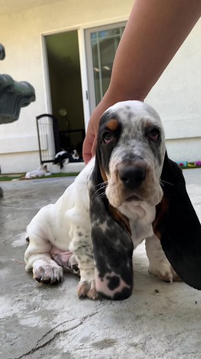 BassetHound Tiktok of 20! on TikTok