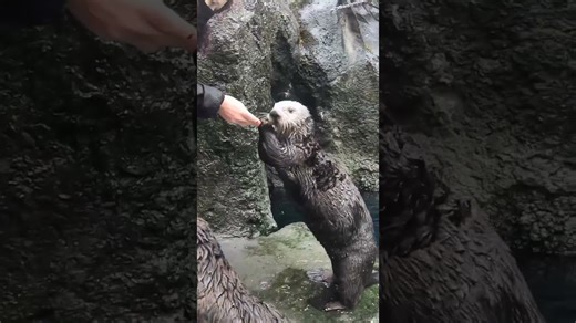 Clever otters use tools and play to solve problems