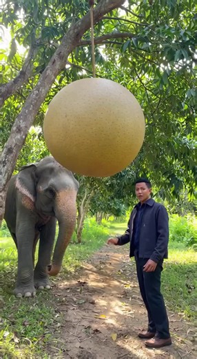 eat giant longan#giantfruit