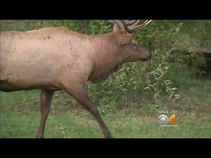 2 Rushed To Hospital, Elk Killed After Attack
