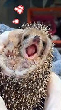 Hilarious Hedgehog Moments: You Won't Stop Laughing! ❤️🥰