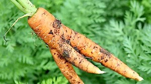 1.4K views · 23 reactions | Root vegetables such as carrots, beets, radishes and turnips are popular crops but can be challenging to grow. This week, Niki Jabbour shares tips on where and when to plant, garden bed preparation, seeding and caring for these vegetables. Learn more: https://bit.ly/3u4I6jB | Lee Valley Tools | Facebook