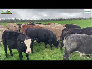 Newford Farm beef heifers slaughter performance