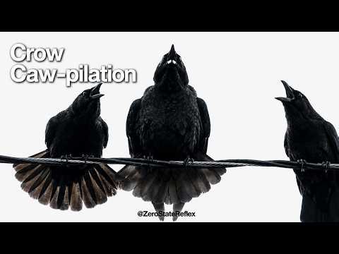 Crow Cawing Compilation