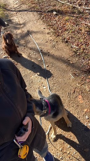There is a lovely little stretch of clear space on our hiking trail where I like to practice some of Napa’s off leash obedience with all the distractions and challenges of a real life situation! Napa is just 1 years old and she’s doing amazing with her ability to prioritize work over the other dogs and all the environmental distractions (sights/sounds/smells) thanks to our balanced ecollar communication training! This is the beauty of reliable Ecollar communication training… a dog who’s tuned in