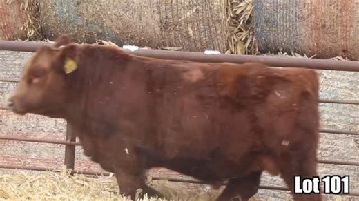 DVAuction, Inc | Springer Simmentals - Value Based Genetics Simmental Bull & Female Sale Live event starts 2/7/26 1:00 PM (CST) At Decorah Sale Barn, in... | Instagram