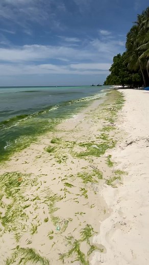 Green Algae Update in Boracay as of March 2025