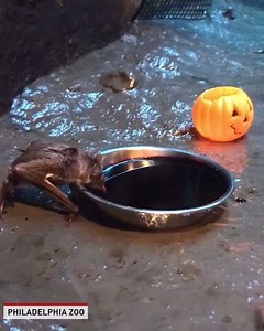 41K views · 124 reactions | "Nothing to see here. Just a vampire bat enjoying a bowl of blood next to a jack-o'-lantern." - Philadelphia Zoo | The National Desk - TND | Facebook