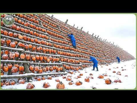 Massive Winter Harvest Rush — How Farmers Produce 16 8 Million Tons of Fruits & Vegetables