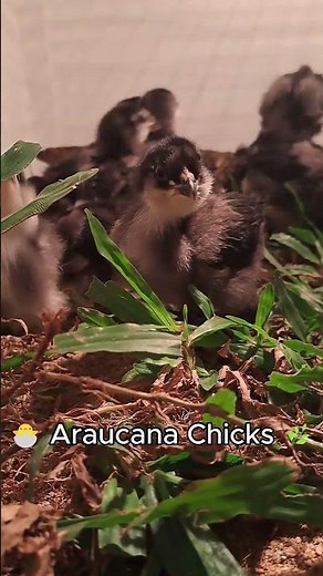 Araucana Chicks Explore Their New Brooder 🐣🌿