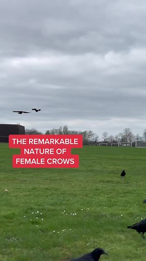 Research Dreams Come True: Crow Researchers Join Circle
