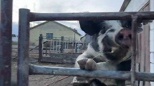 5.8K views · 259 reactions | Adventures with Waffy at dinner time  But to be honest, food or no, any time Waffy sees a human he climbs the fence! The most agile and athletic pig we’ve ever met, Waffy can jump fencing as tall as 50”. And by jump, we mean hurdle! We moved him (with his pals Coco, Louie, and Mindy) to our former equine area, as it is secured with corral panels. His days of jumping seem to be over with, thank goodness! | Hog Haven Farm | Facebook