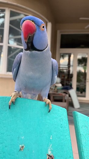 Merlin the Talking Bird: Indian Ringneck Parrot TikTok Video