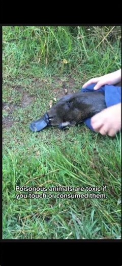 Difference between venomous and poisonous in animal kingdom