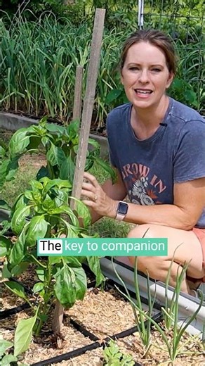 My favorite companion planting combo! #gimpartner