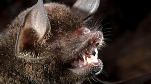 Virus that causes RABIES found in bat in UK - after mum died from petting dog