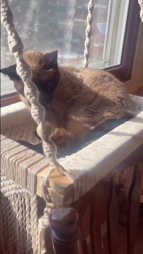 DIY Macrame Cat Hammock 🐱🥰✨